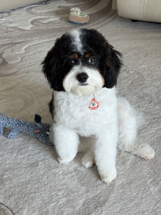 Cavapoo