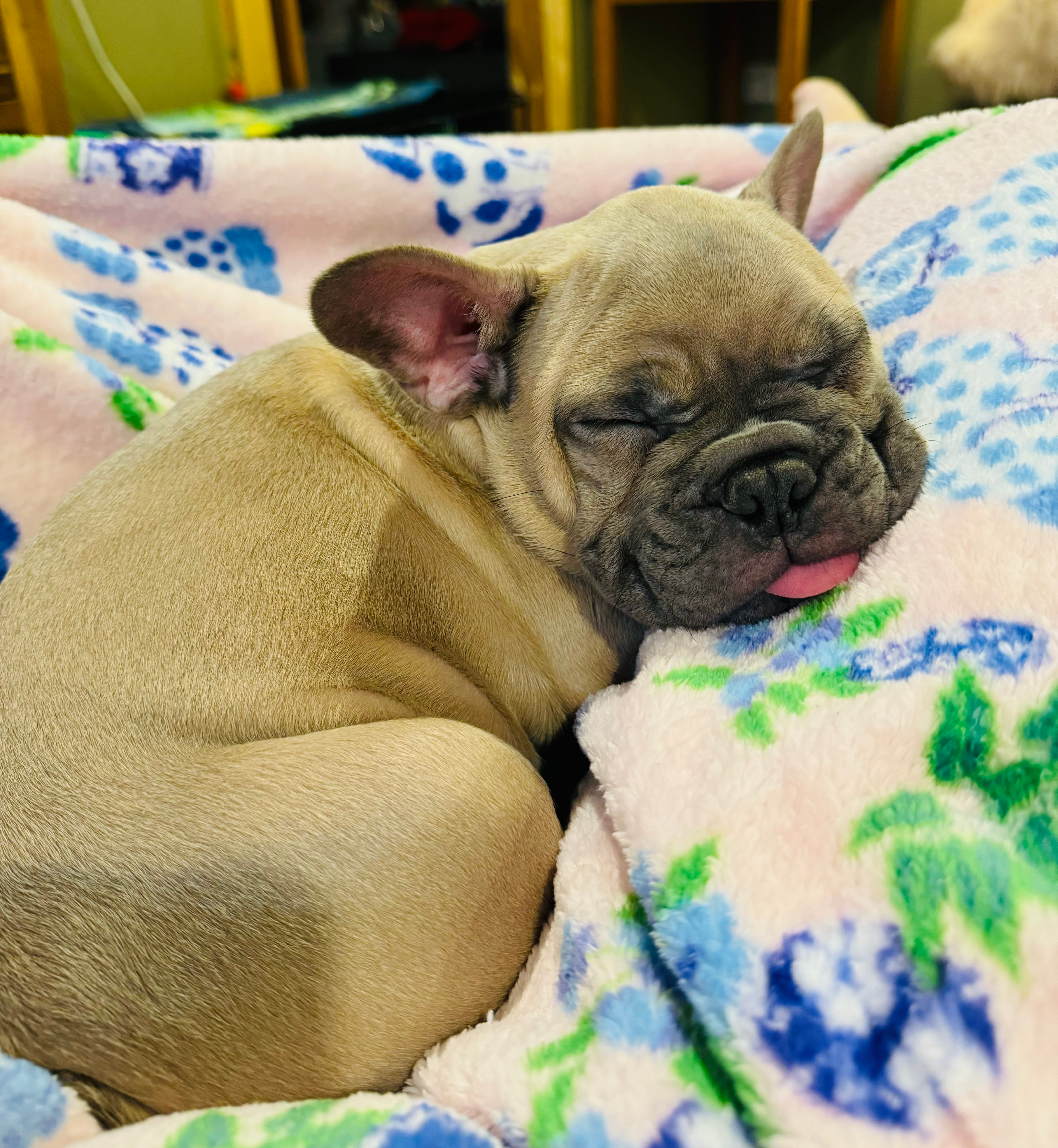 Cute Frenchie Purebred Puppy