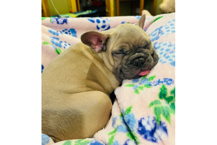 Cute Frenchie Purebred Puppy