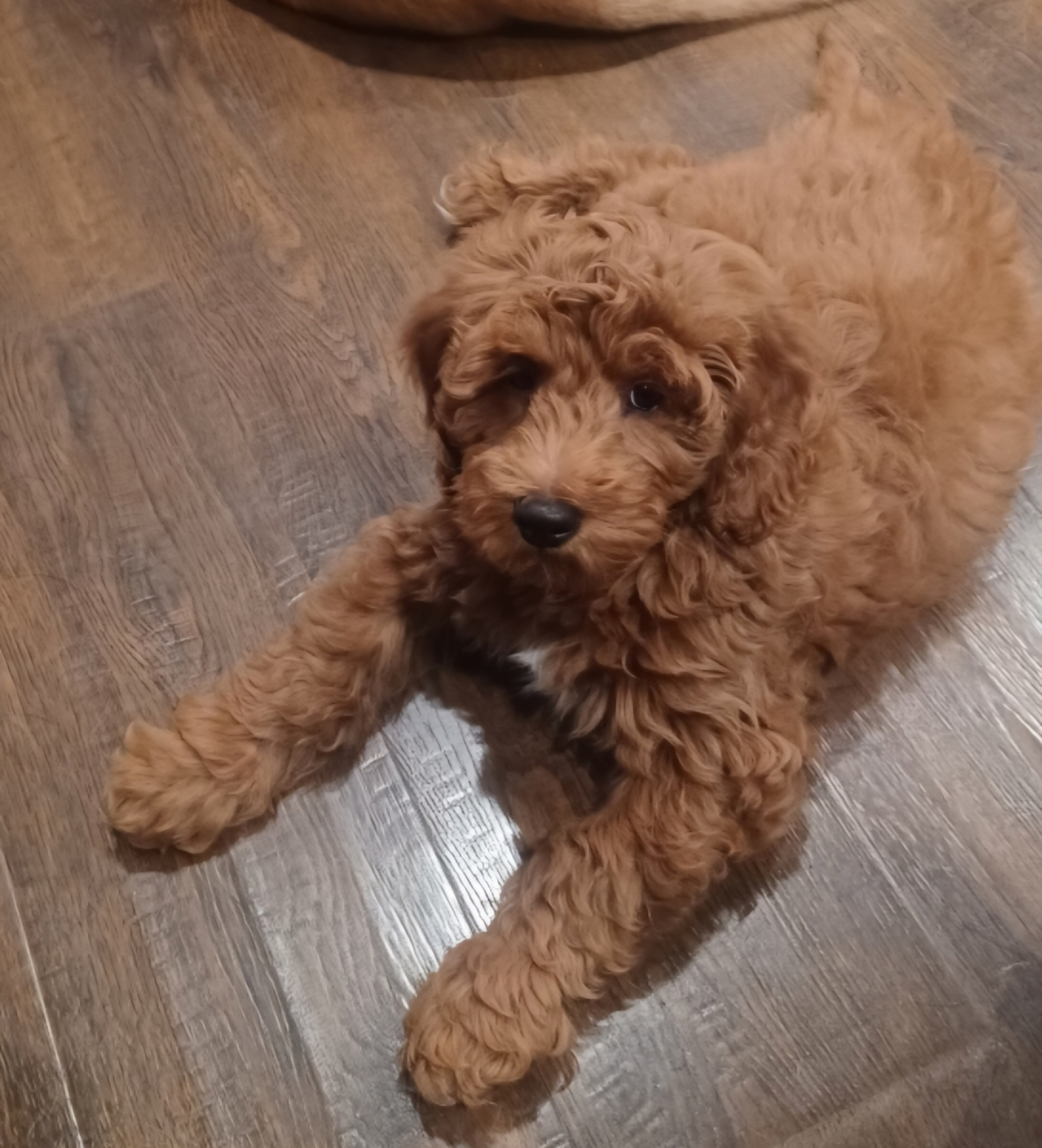 Hypoallergenic Golden Retriever Poodle Mix Puppy