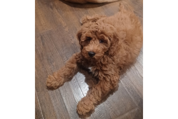 Hypoallergenic Golden Retriever Poodle Mix Puppy