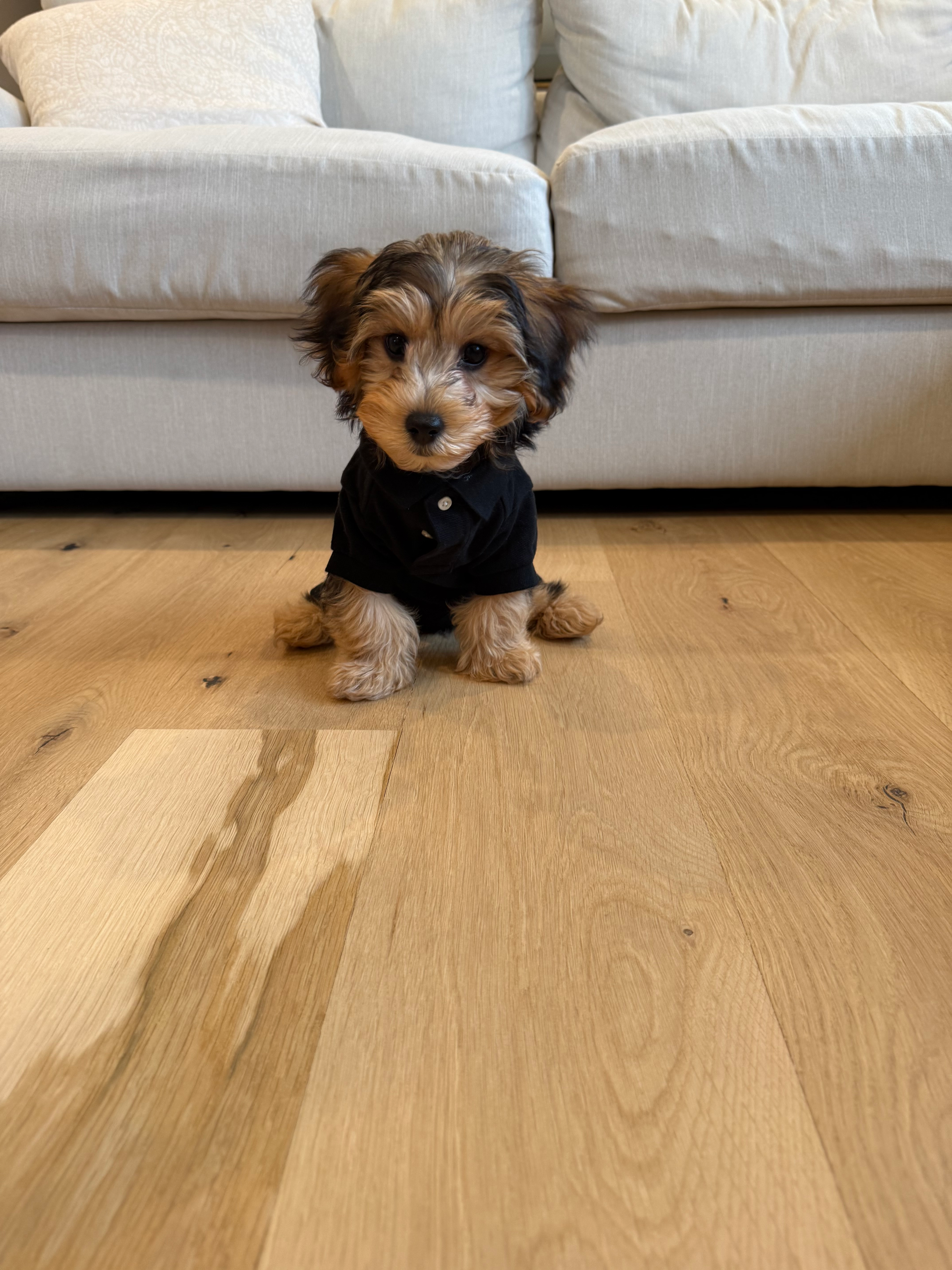 Yorkie Poo Pup Being Cute