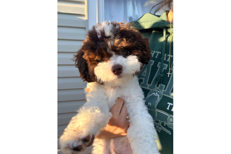 Playful Mini Aussiepoodle Poodle Mix Puppy
