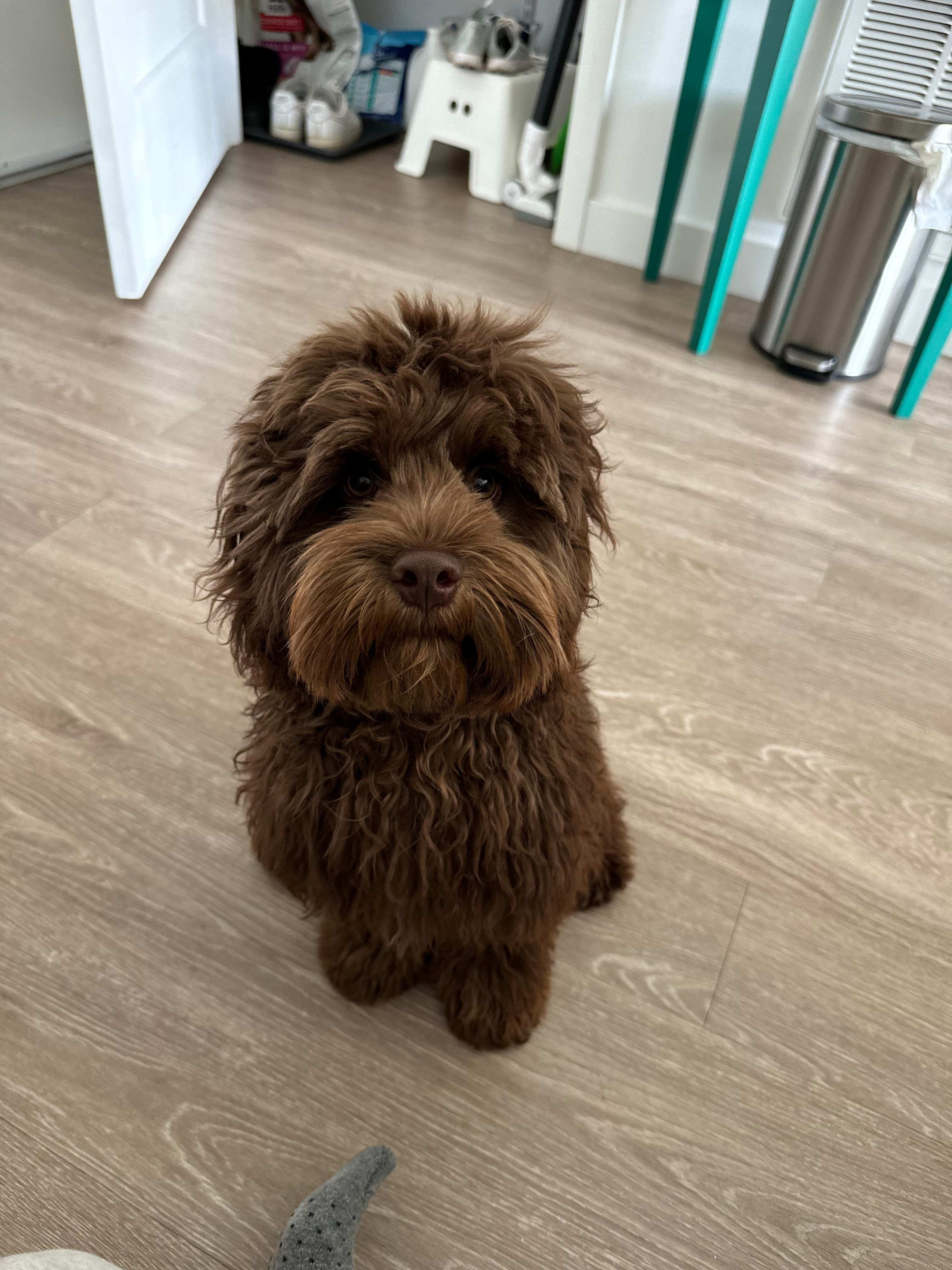 Petite Cockapoo Poodle Mix Pup