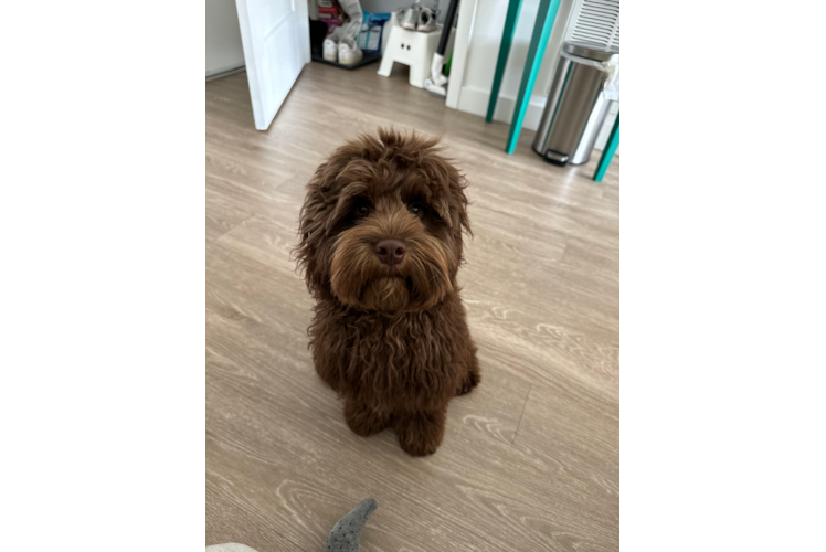 Petite Cockapoo Poodle Mix Pup