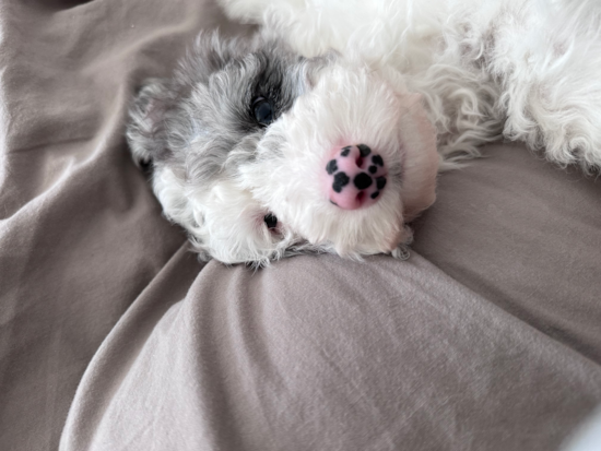 Mini Sheepadoodle