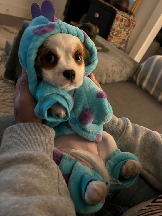 Cavalier King Charles Spaniel