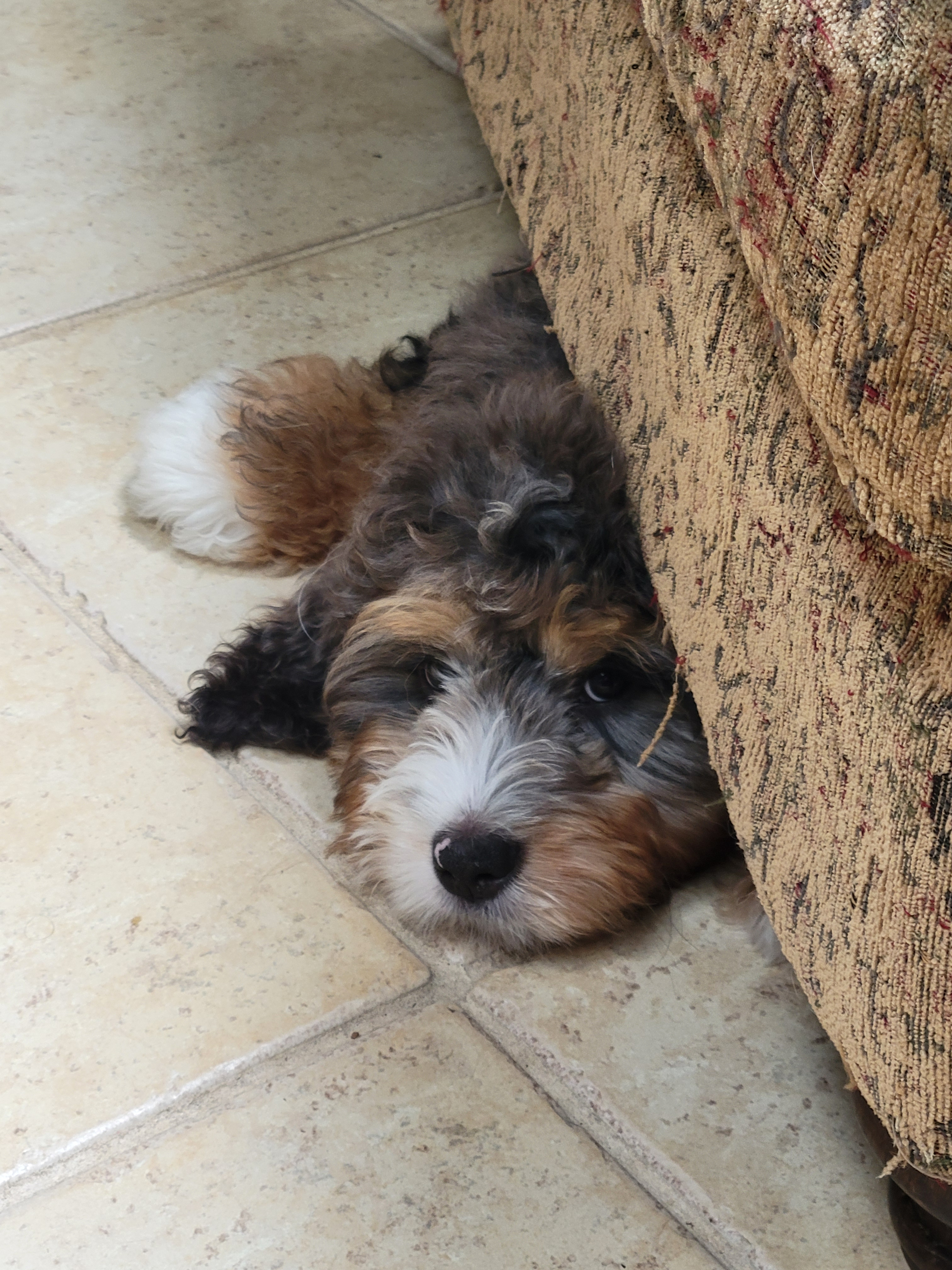 Mini Bernedoodle Pup Being Cute