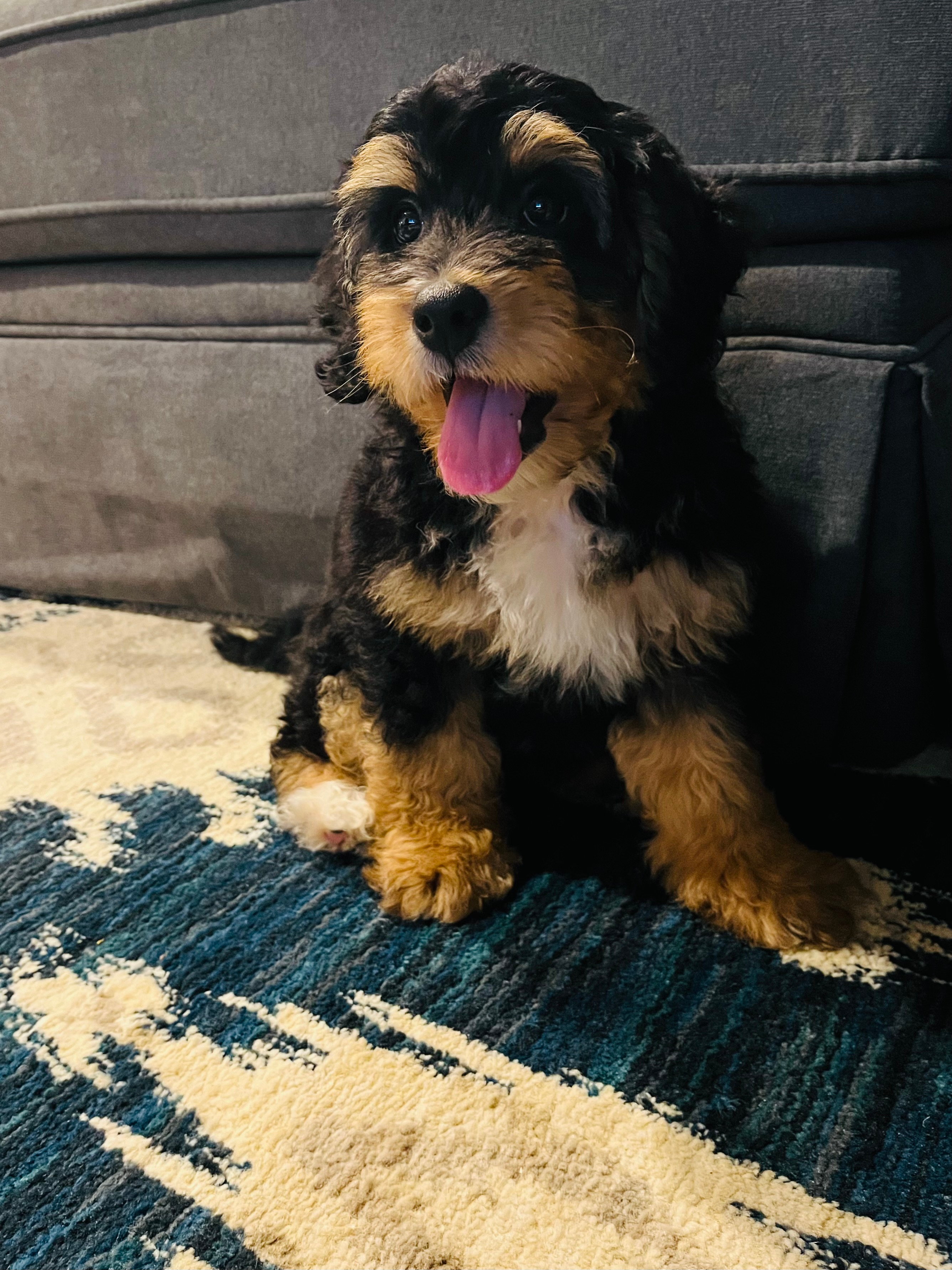 Mini Bernedoodle Pup Being Cute