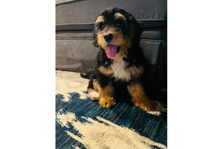 Mini Bernedoodle Pup Being Cute