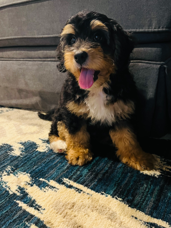 Mini Bernedoodle