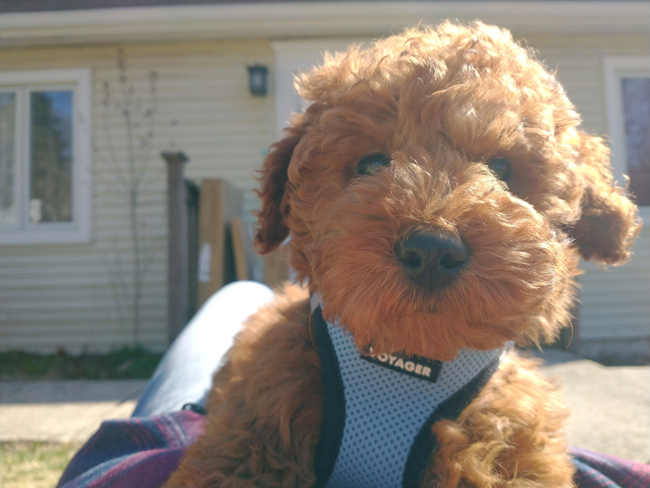 Mini Goldendoodle Puppy for Adoption