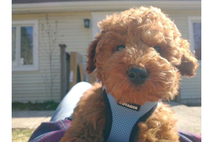 Mini Goldendoodle Puppy for Adoption