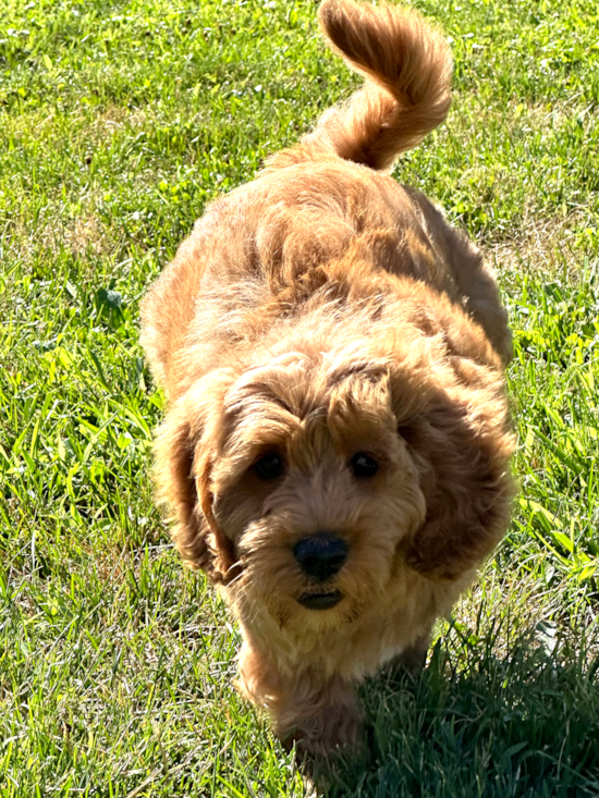 Mini Goldendoodle