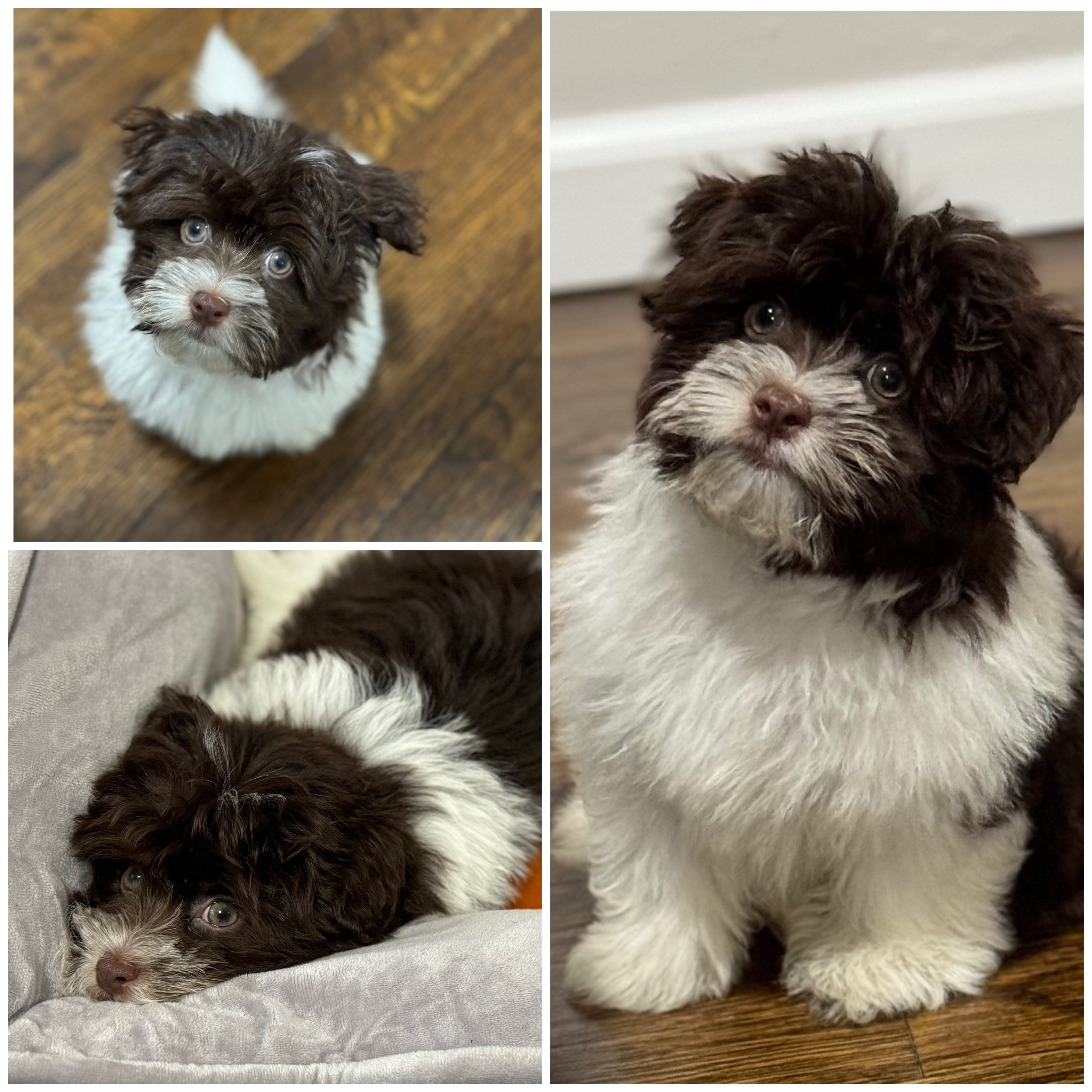 Popular Havanese Baby
