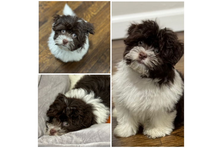 Popular Havanese Baby