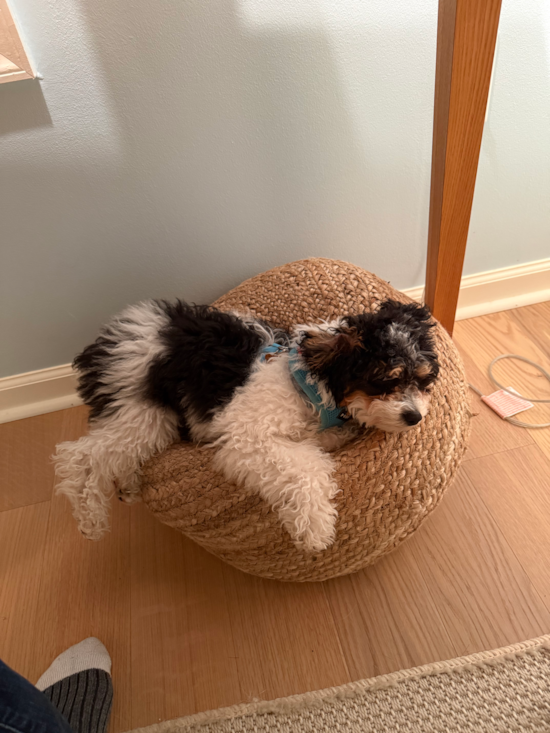 Poodle