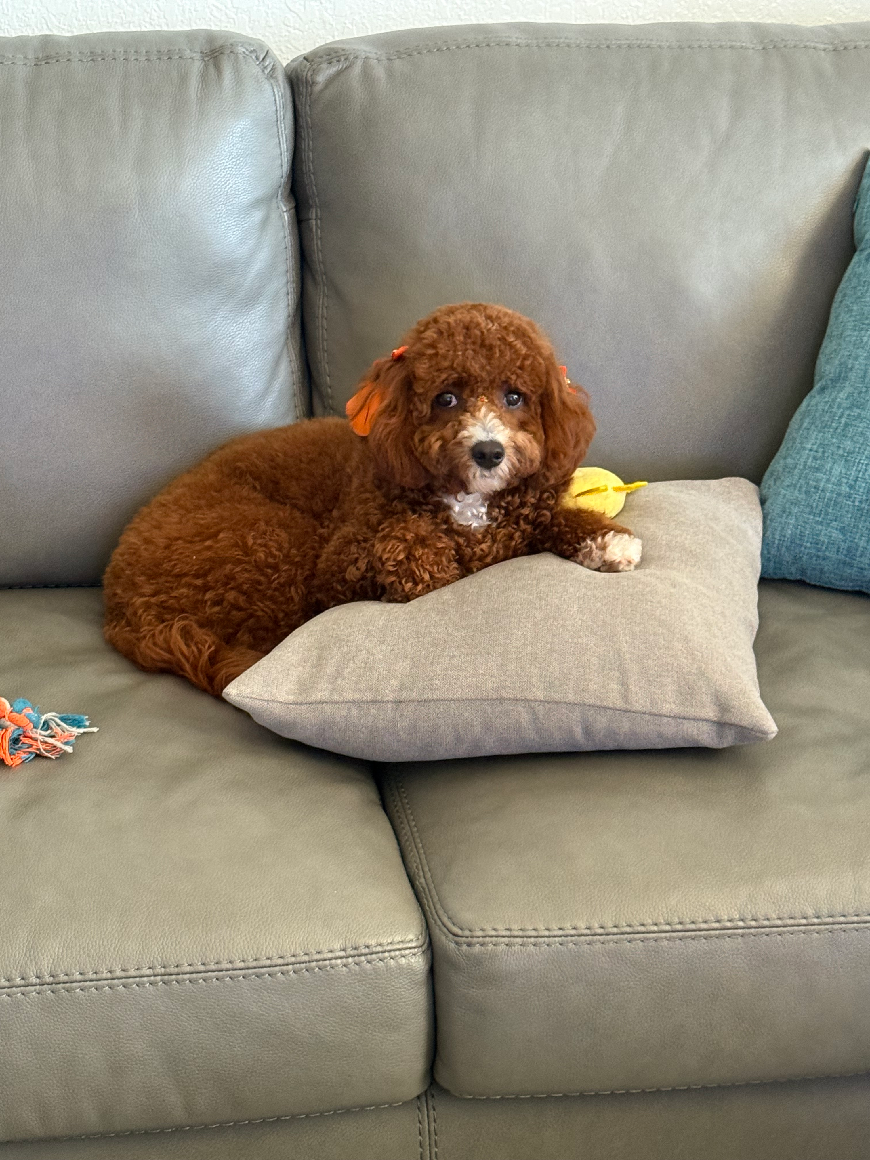 Best Cavapoo Baby