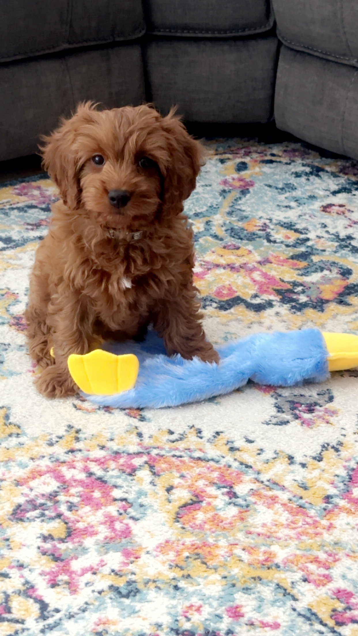 Popular Cavapoo Poodle Mix Pup