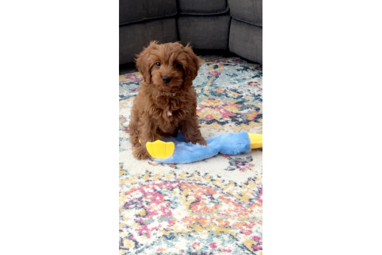 Popular Cavapoo Poodle Mix Pup