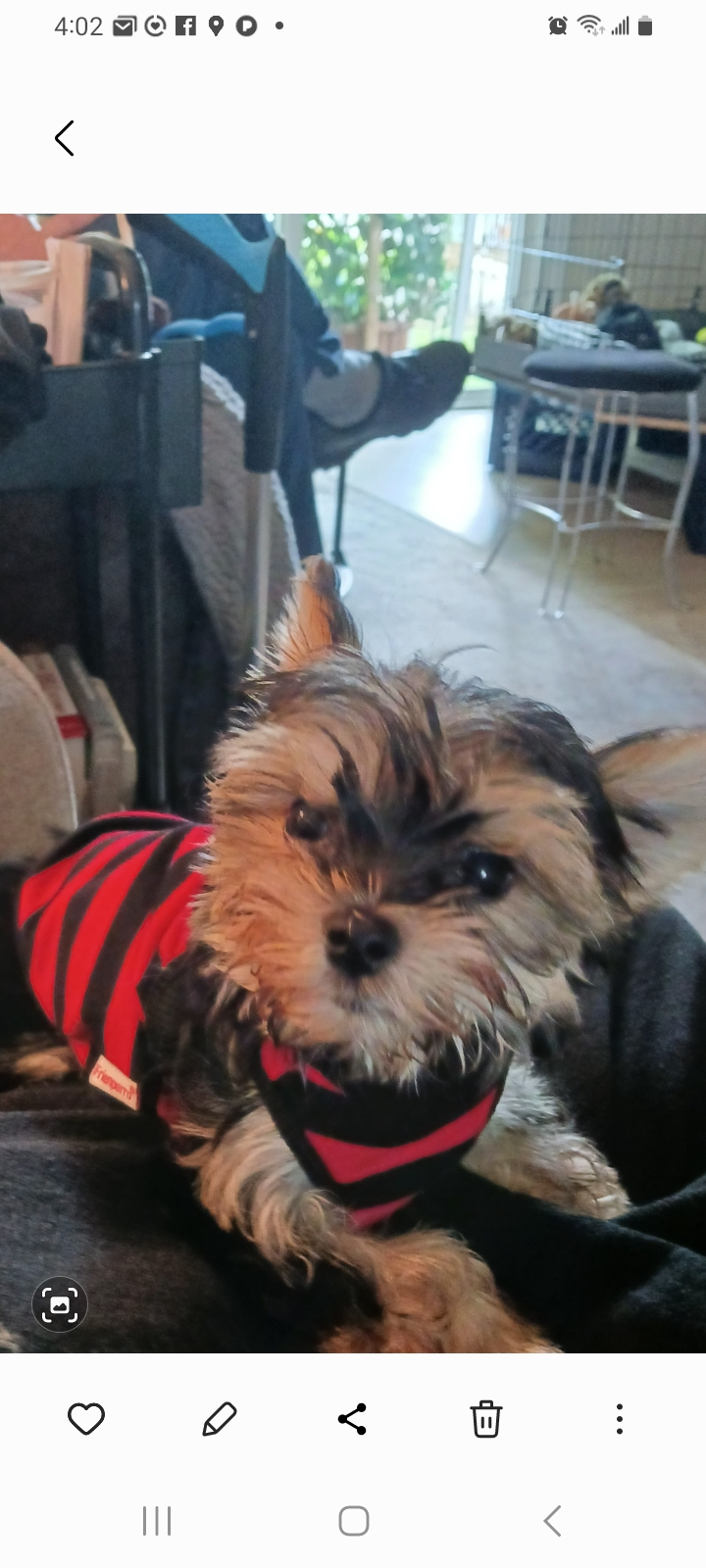 Morkie Pup Being Cute
