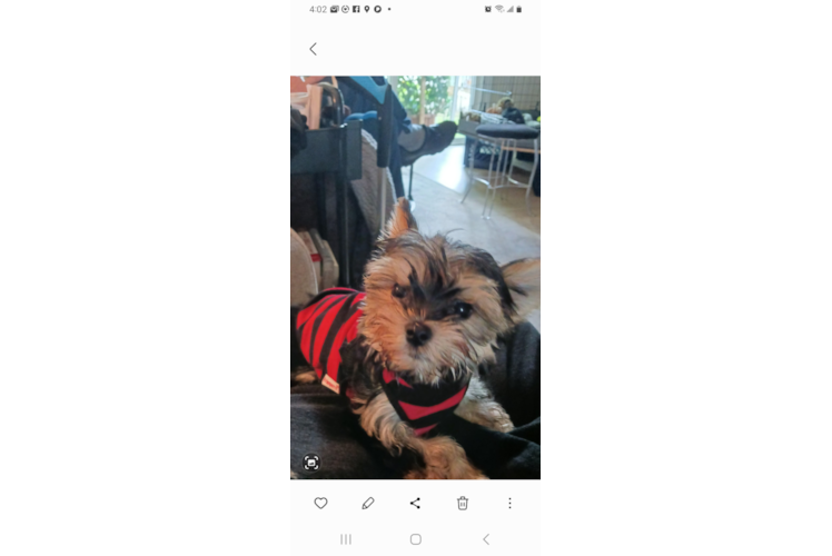 Morkie Pup Being Cute