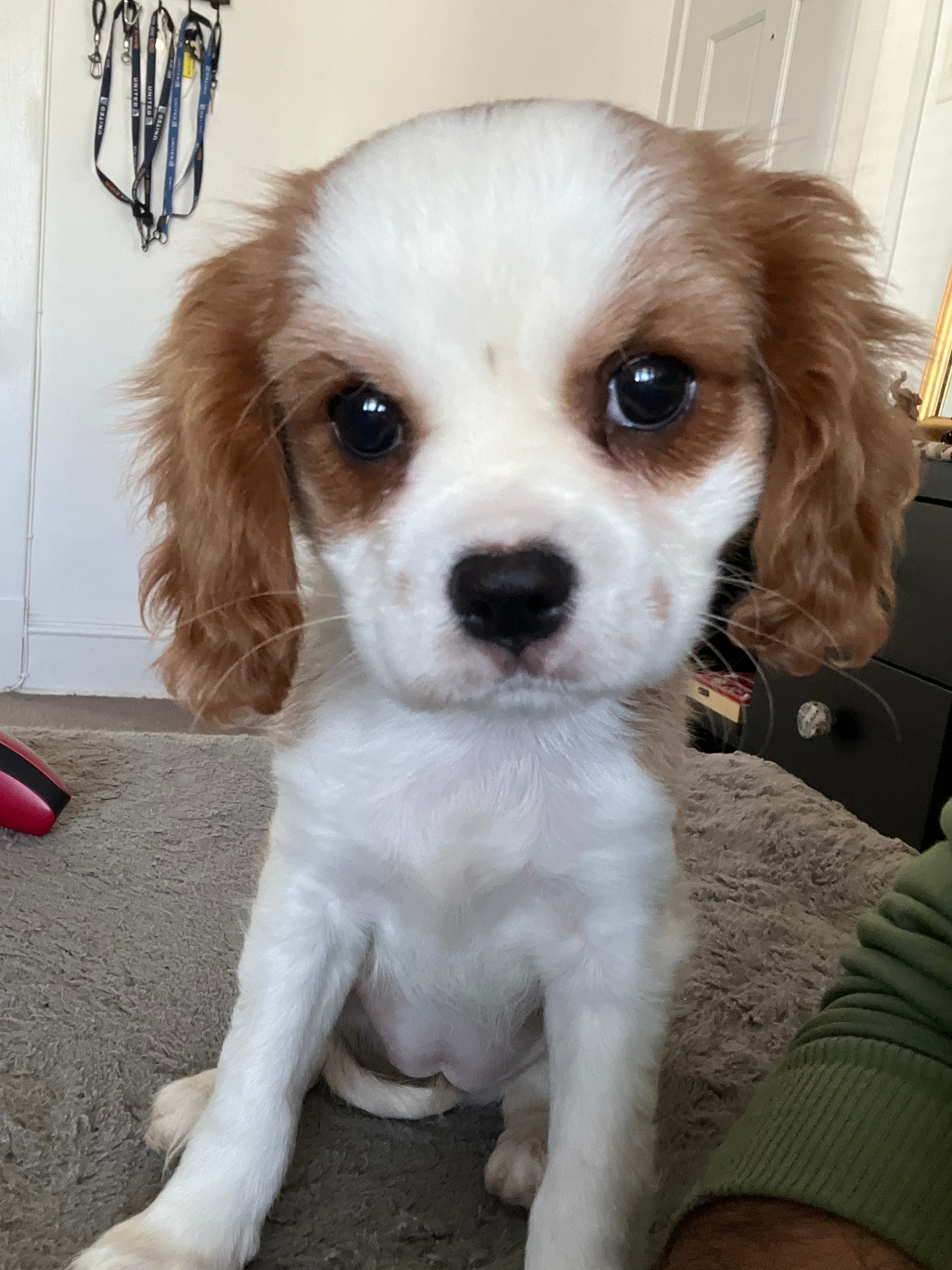 Cavalier King Charles Spaniel Puppy for Adoption
