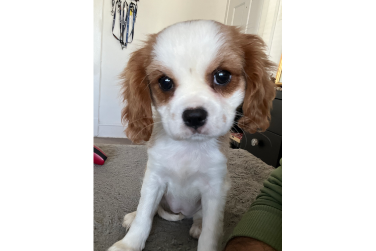 Cavalier King Charles Spaniel Puppy for Adoption