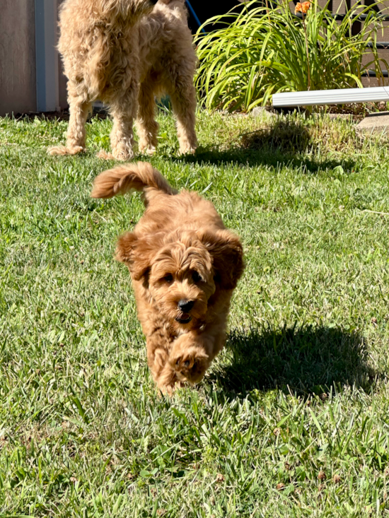 Mini Goldendoodle