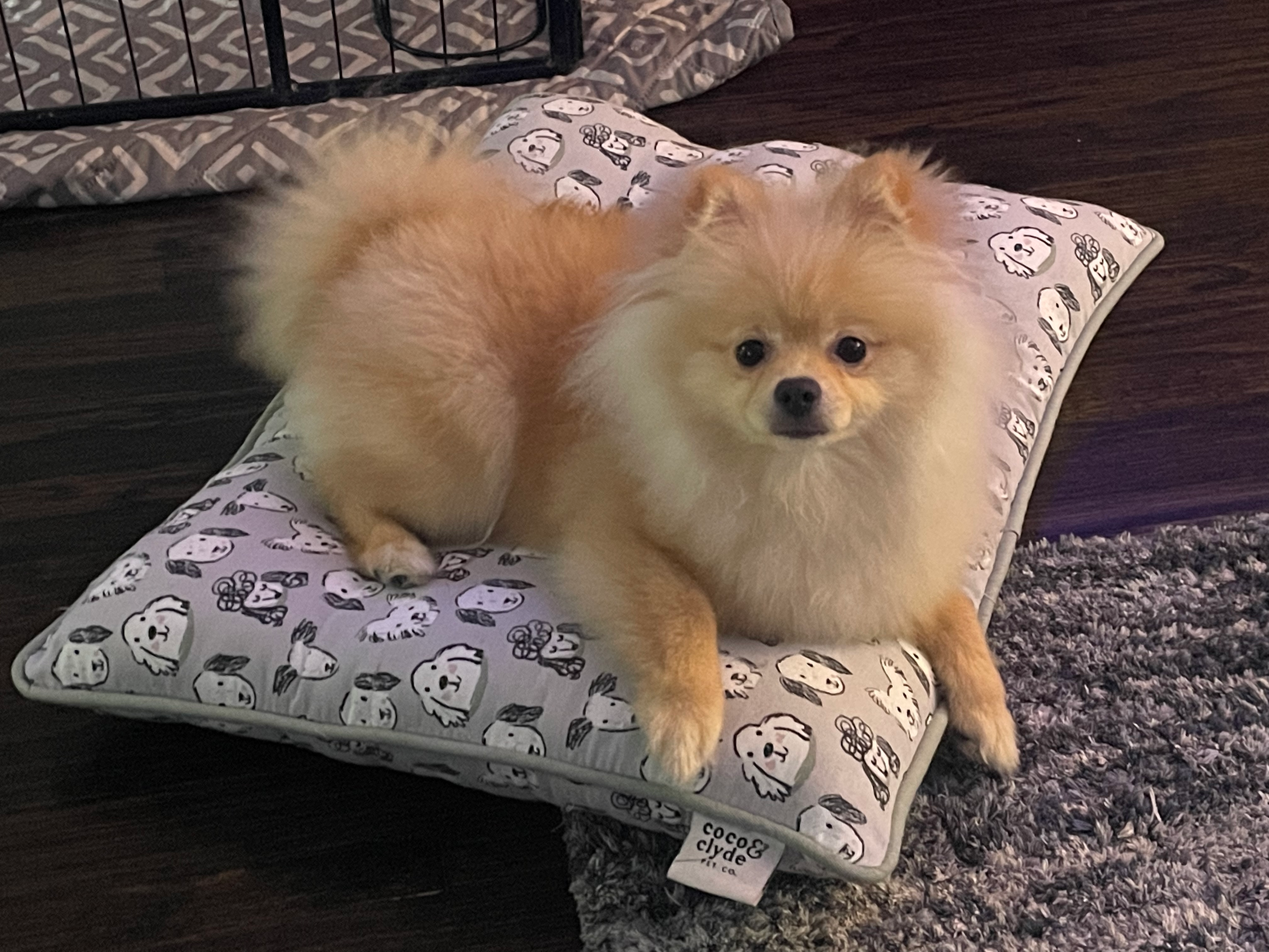 Best Pomeranian Baby