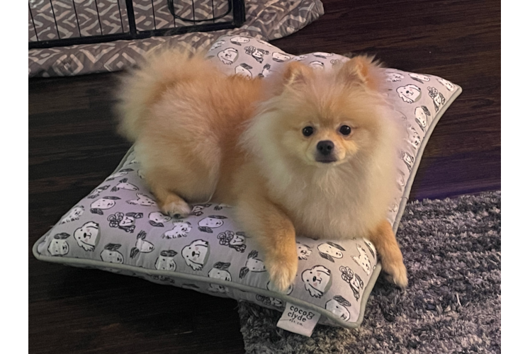 Best Pomeranian Baby