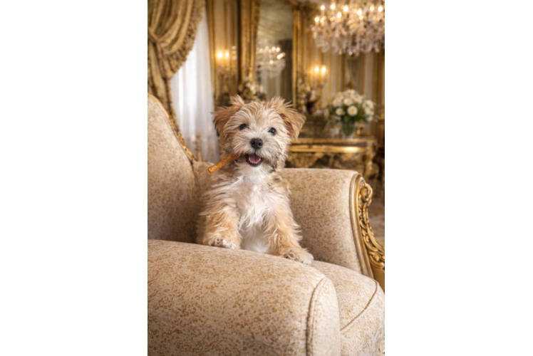Best Morkie Baby