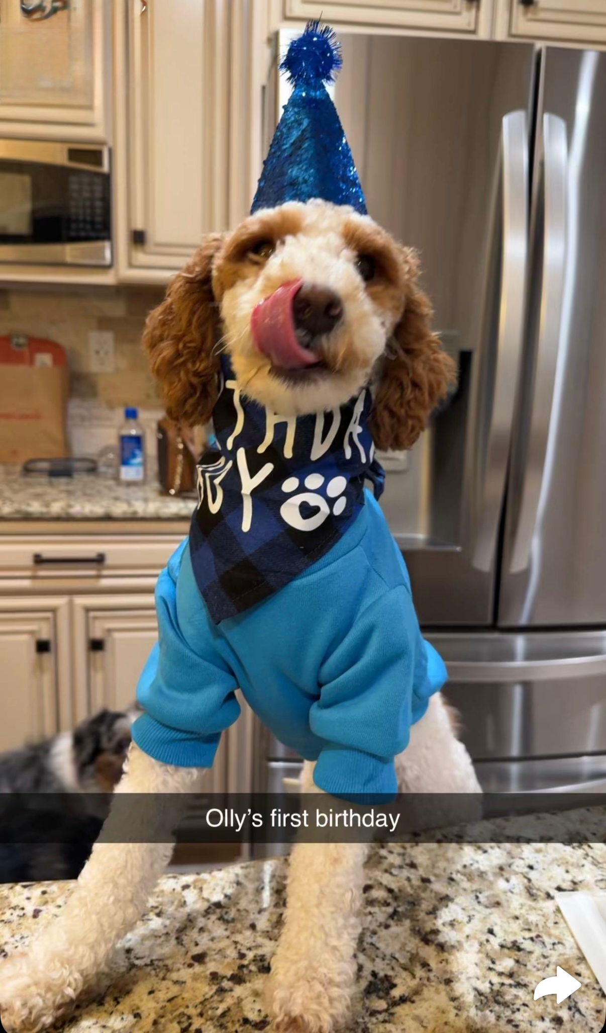 Small Poodle Baby