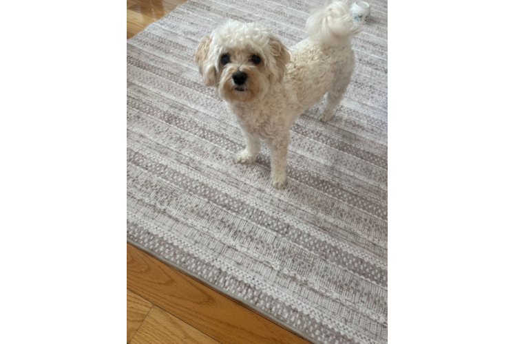 Maltipoo Puppy for Adoption