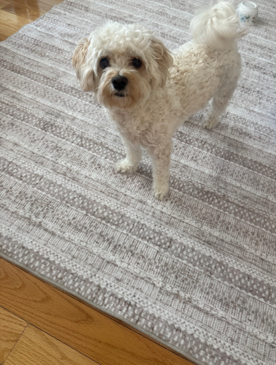 Maltipoo
