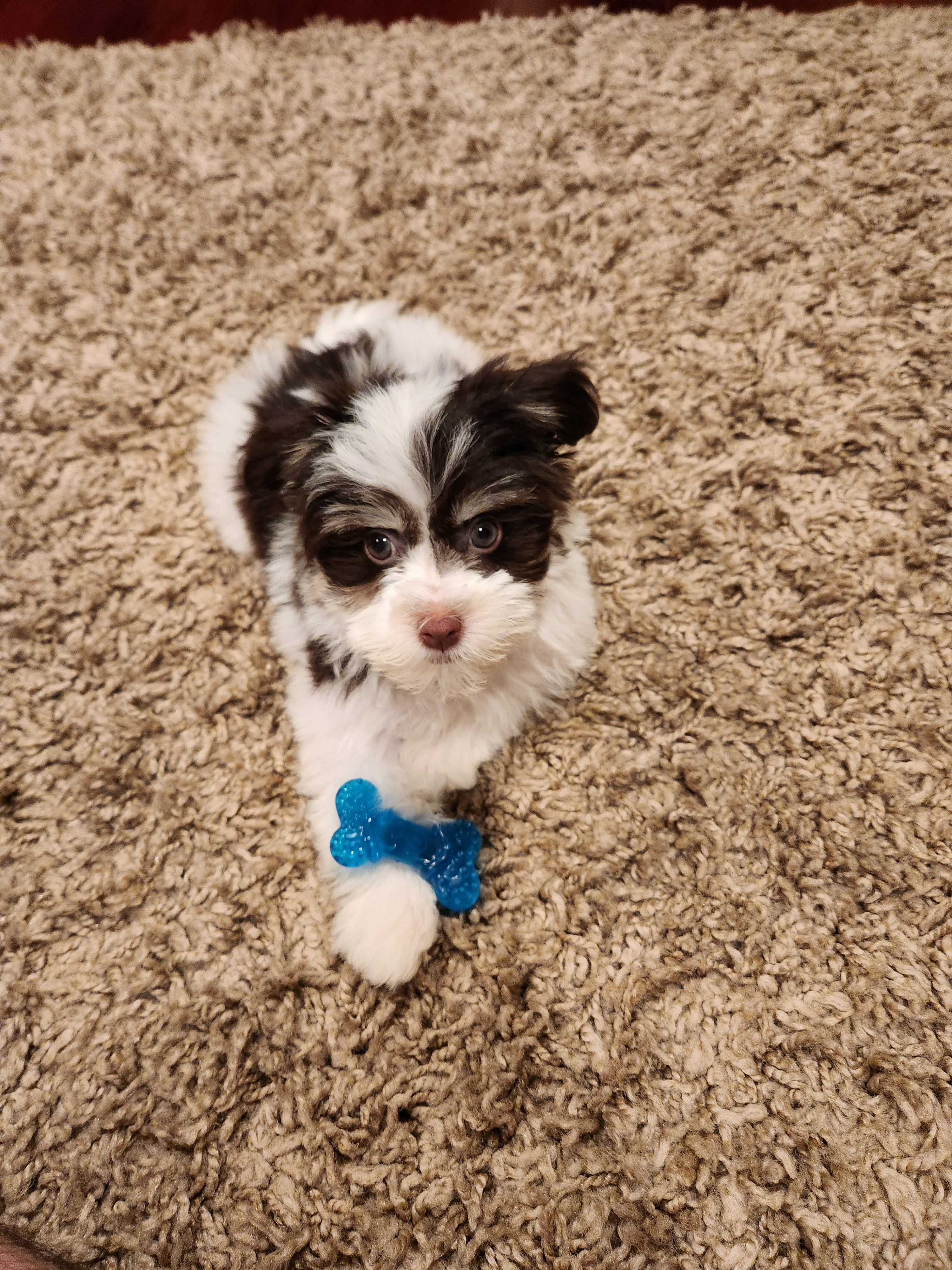 Best Havanese Baby