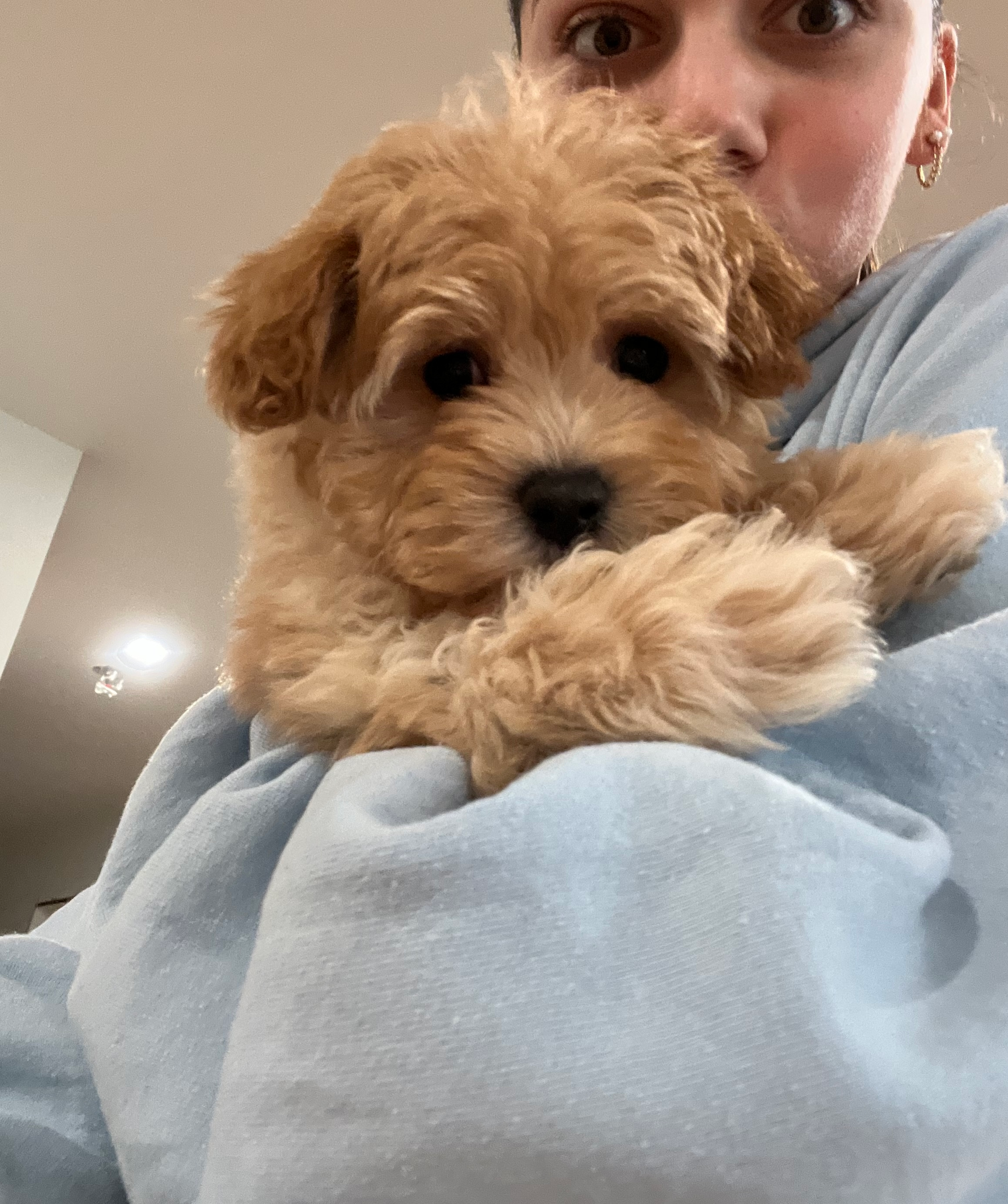 Little Maltese Poodle Poodle Mix Puppy