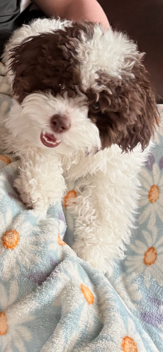 Mini Aussiedoodle