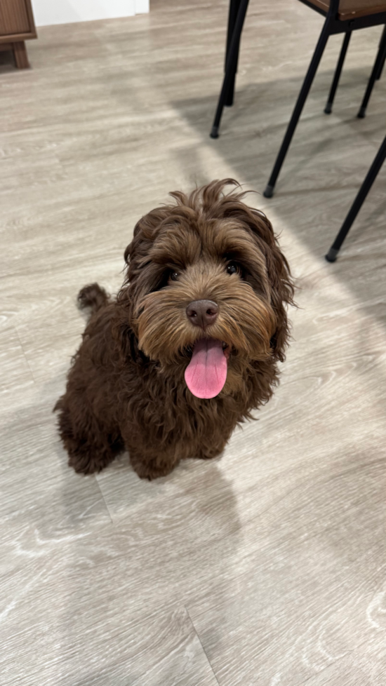Cockapoo