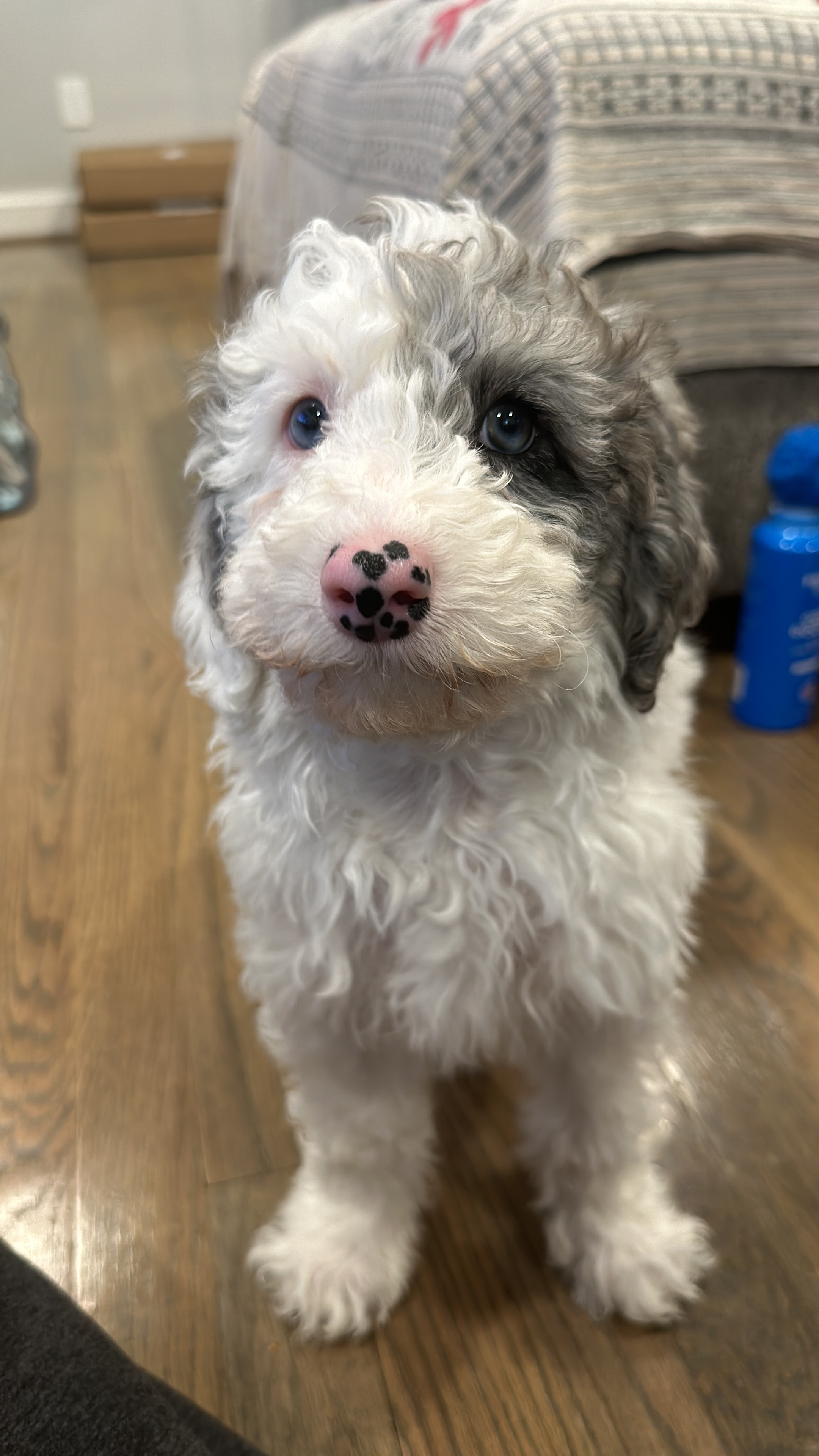 Little Sheep Dog Poodle Mix Puppy