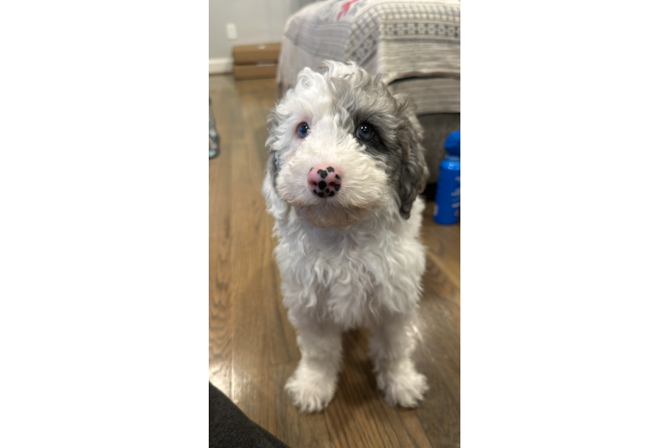 Little Sheep Dog Poodle Mix Puppy