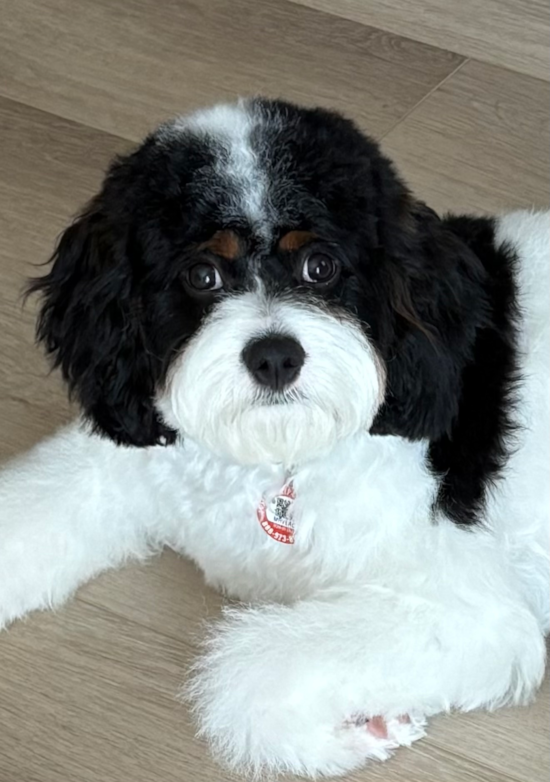 Cavapoo