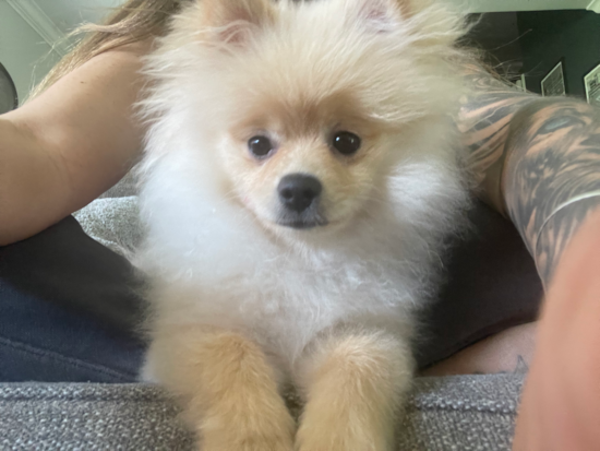 Pomeranian