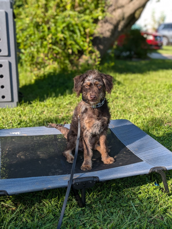 Mini Labradoodle