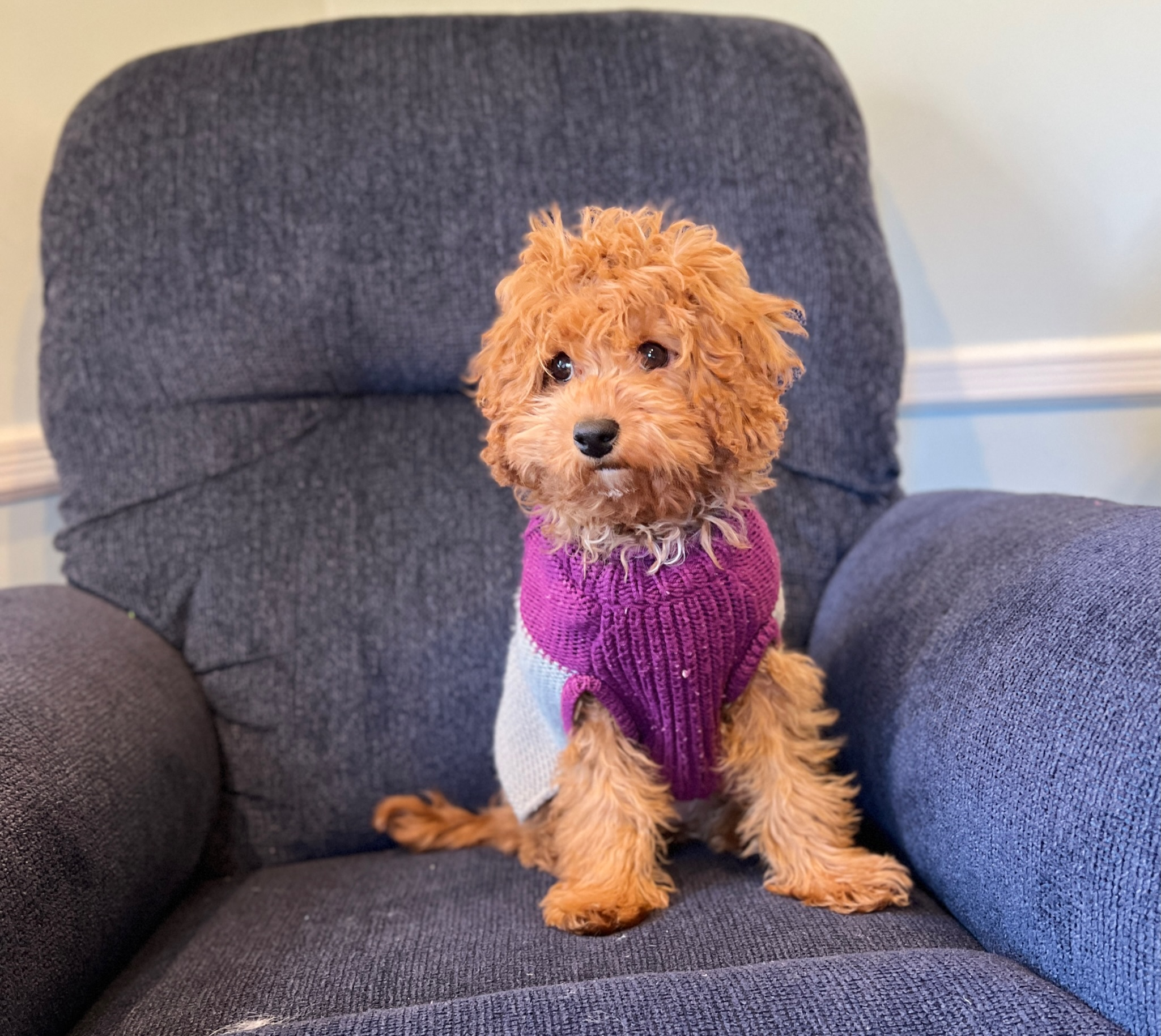 Small Cavapoo Baby