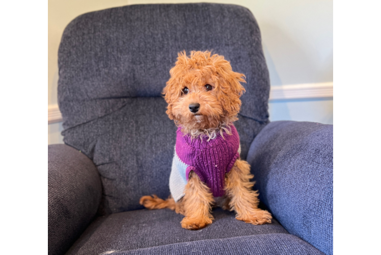 Small Cavapoo Baby