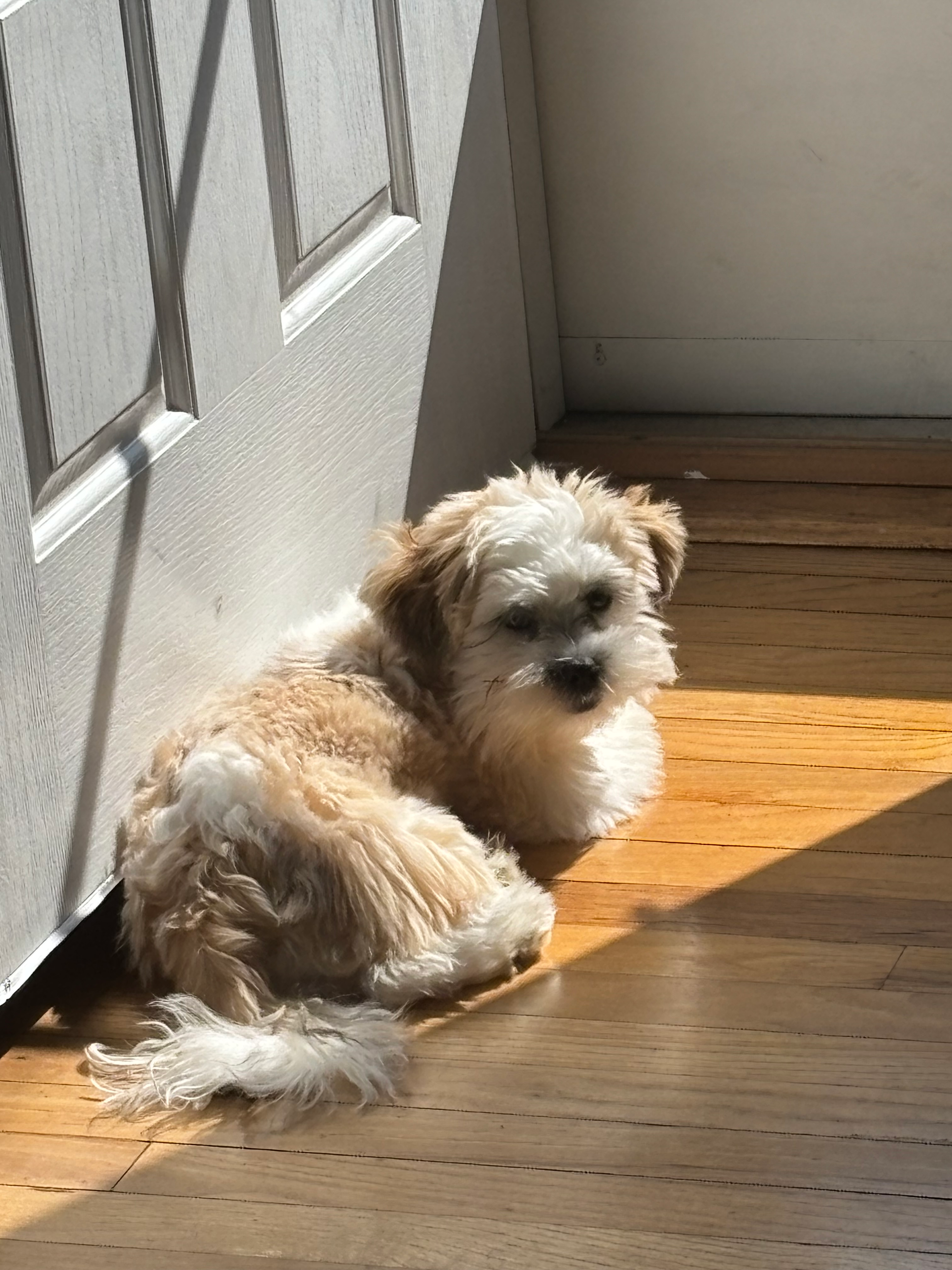 Teddy Bear Puppy for Adoption