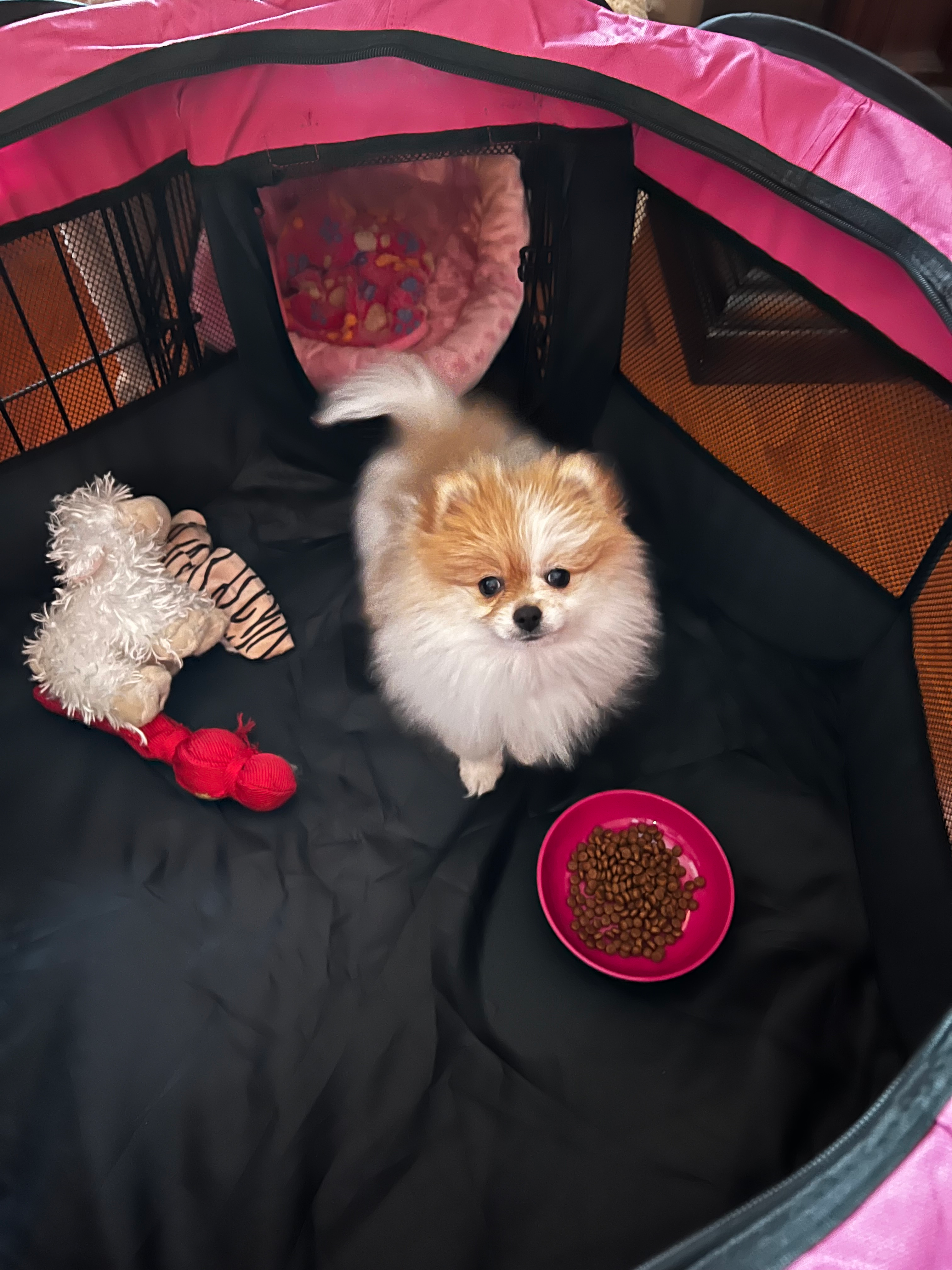 Best Pomeranian Baby