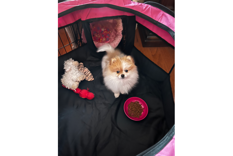 Best Pomeranian Baby