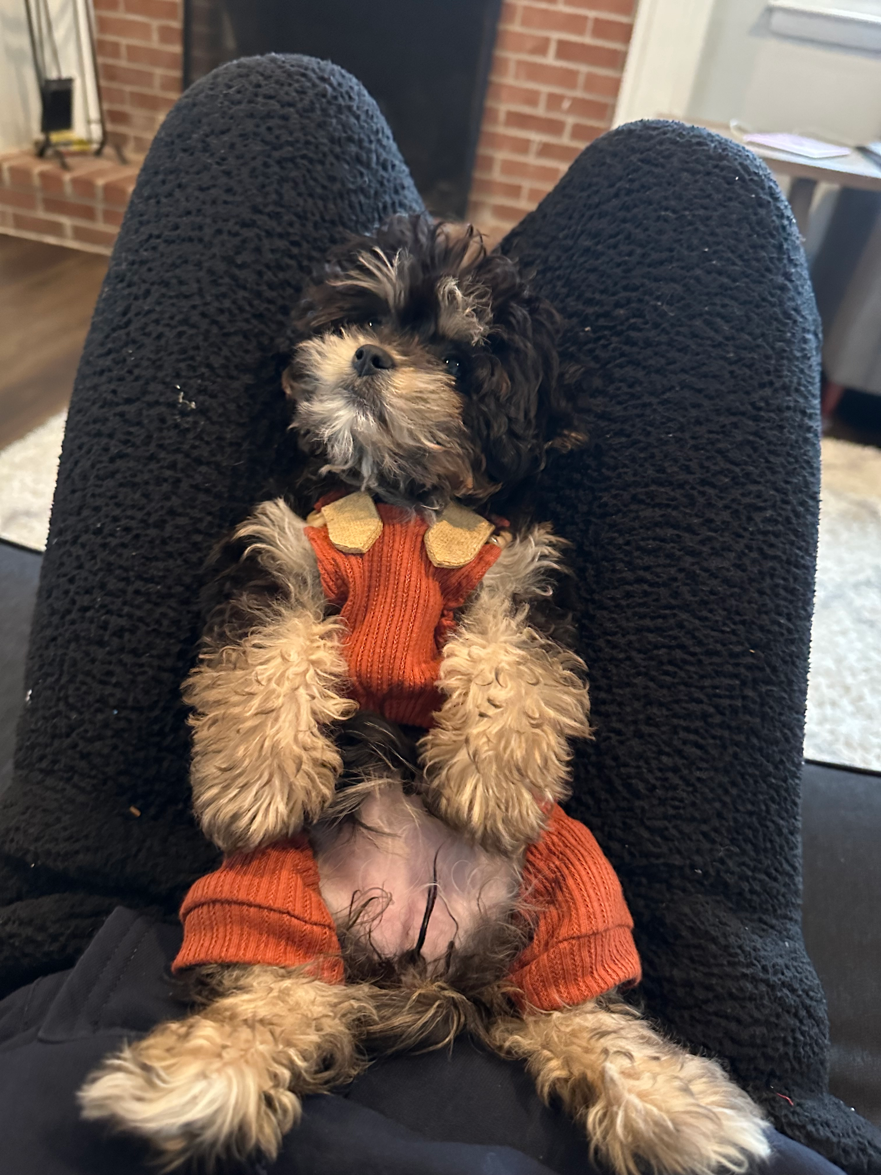 Playful Cavalier Designer Puppy